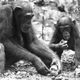 A mother and her infant crack nuts together.